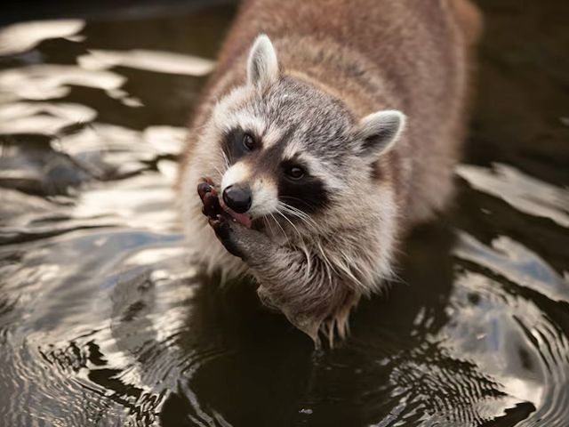 home-racoon-slider-001