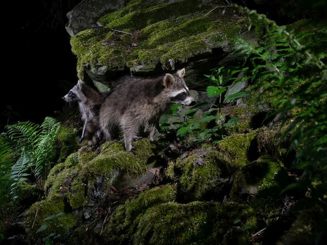 home-racoon-slider-002