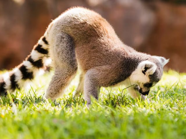 home-racoon-slider-003