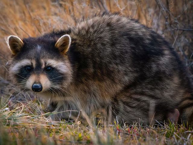 home-racoon-slider-004